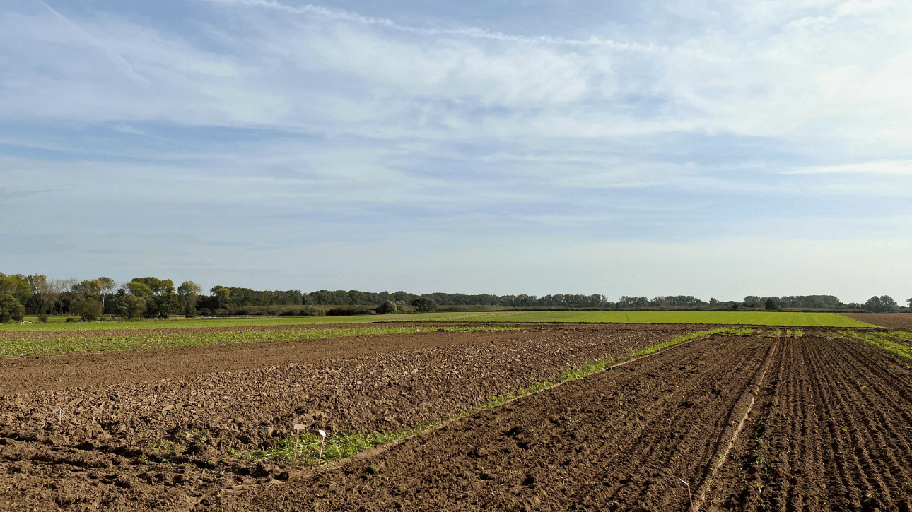 Uprawa roli, wysiew nawozów i siew wczesno-jesienny pszenicy
